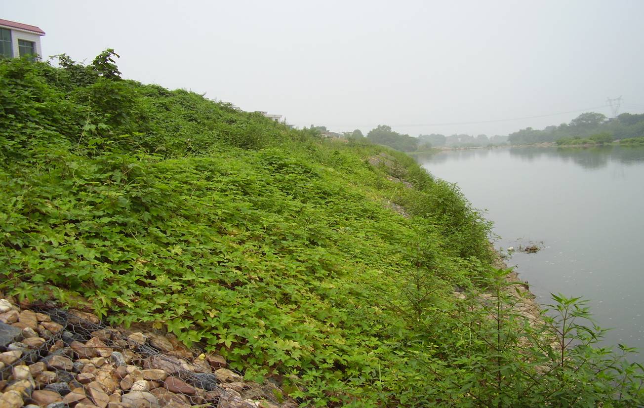 石籠網(wǎng)防護(hù)工程抗沖擊性的優(yōu)勢(shì)特點(diǎn) 石籠網(wǎng)防護(hù)工程抗沖擊性的優(yōu)勢(shì)特點(diǎn)